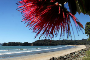The sweep of Buffalo Beach is framed by an iconic pohutukawa tree at the edge of the settlement of Whitianga on the Coromandel Peninsula. Photo / Alan Gibson