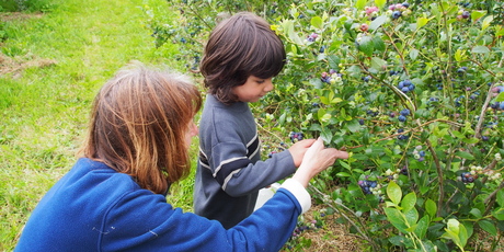 You can learn how to pick your own fruit at Monavale Blueberries in Cambridge. Photo / Supplied