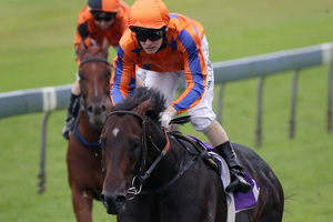 Burgundy will be hard to beat in the Railway Stakes at Ellerslie today. Photo / Sarah Ivey