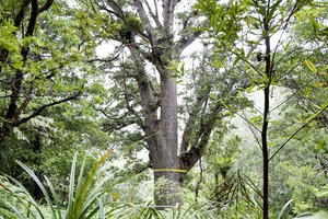A mature Kauri tree looms large through the Waitakere Ranges canopy. Photo / David White