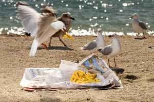 Seagulls pounce on discarded food and spread the mess further. Photo / Babiche Martens