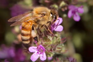 Beekeepers are experiencing unexplained losses. Photo / Supplied