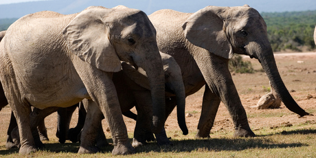 Addo - Elephant country. Photo / Thinkstock