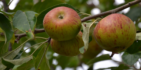 Apples growing on a tree. Photo / Meg Liptrot