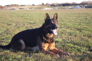 Police dog Loui doesn't give up easily when he's on the case, say officers. Photo / Supplied