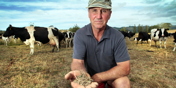 Philip Bell in Clevedon says he has never seen a summer this dry. Photo / Doug Sherring
