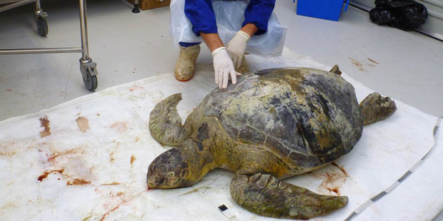 Dan Godoy with a turtle harmed by eating plastics. Marine turtles can't differentiate between natural prey and plastic. Photo / NZ Herald