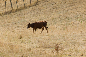 ANZ Bank has estimated the impact of the dry weather to be about 0.5 per cent of GDP or more than $1 billion. Photo / Sarah Ivey