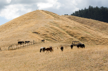 Cattle forage for feed in a drought-stricken paddock on State Highway 5, just north of Taupo. Photo / Sarah Ivey Cattle forage for feed in a drought-stricken paddock on State Highway 5, just north of Taupo. Photo / Sarah Ivey