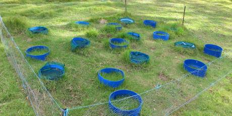 In a collection of blue containers, imported insects are chewing their way through piles of cow manure.