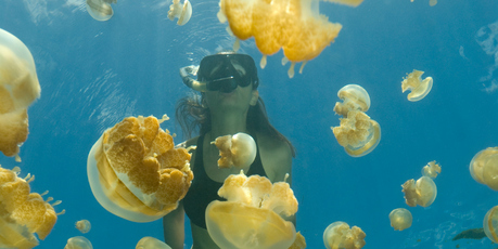 The jellyfish of Jellyfish Lake have been cut off from ocean predators for 12,000 years, so have no sting. Even so, their tendency to mob visitors can be unnerving. Photo / Getty Images