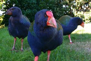 The rare takahe love to stand in the middle of the road. Photo / Kellie Blizzard
