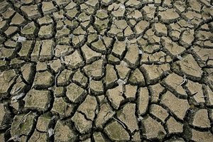 A drought was officially declared in Northland a week ago after a big dry started sweeping the region in November. Photo / David White