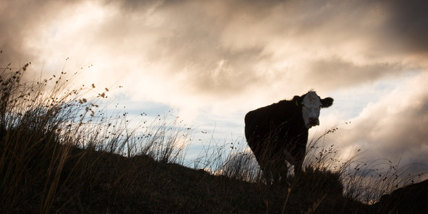 You cannot redesign a cow as readily as you can redesign a car. Photo / Greg Bowker