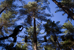 Tree Adventures is closed until further notice. Photo / Greg Bowker
