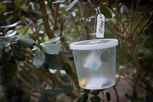 A fruit fly trap in Auckland. Photo / Natalie Slade