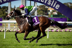 Avondale Cup winner Sangster is favoured to win the Auckland Cup at Ellerslie today. Photo / Natalie Slade