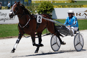 Gold Ace has drawn poorly for the Auckland Trotting Cup on Friday night. Photo / Sarah Ivey
