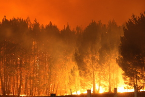 Eight hectares of forest has been burned. Photo / HBT