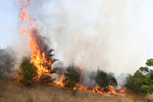 Living in a house surrounded by bush can be risky. Photo / Paul Taylor