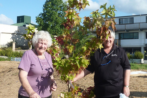 Noma Shepherd and her daughter Gaylene Gray plant a liquidamber. Photo / Johnson Davis