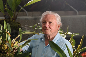 David Attenborough focuses on plants. Photo / Supplied