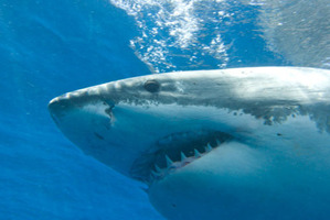 If you find yourself in the water with a shark and can't readily get out, face the shark and keep your eye on it, says Dr Malcolm Francis. Photo / Thinkstock