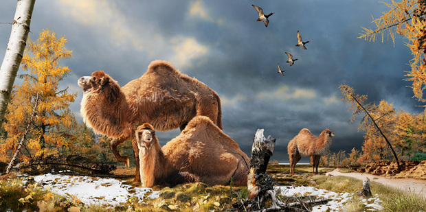 Illustration of the High Arctic camel on Ellesmere Island during the Pliocene warm period, about three and a half million years ago. Image / Julius Csotonyi
