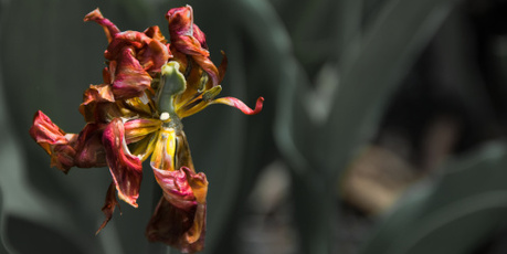All the gardens are drying up. Photo / Thinkstock