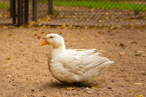 Photo / Thinkstock