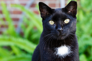 Rabbit numbers contributed to 'inflated numbers' of feral cats - and subsequently added pressure on native species. Photo / Thinkstock