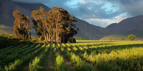 Visit some of South Africa's beautiful vineyards. Photo / Thinkstock