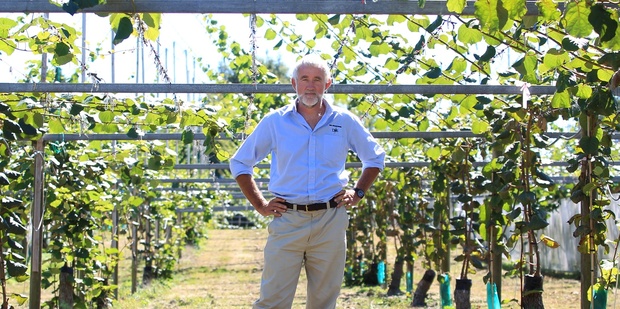 Paul Jones DMS director, are bankrolling orchardists who want to convert from green to gold. Photo / Bay of Plenty Times