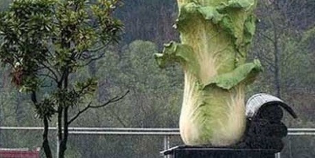 'What's a cabbage supposed to inspire?' asked one pupil at the Qianshan No 2 Middle School in Jiangxi province. Photo / Supplied
