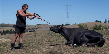 Slaughterman Kent Sambells has had to destroy 50 cows affected by drought in the Waikato. View more photos here. . Photo / David White/Listener