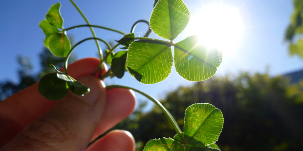 Although the four-leafed clover is considered lucky, any clover cultivar will be good for your garden. Photo / Meg Liptrot