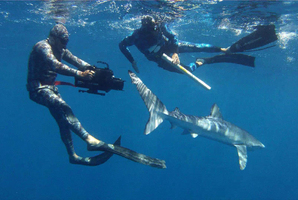 Mike Bhana films researcher Riley Elliott as he studies a blue shark. Photo / Pacific Wonders
