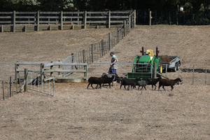 Economists say the impact of drought and rising house prices are key issues to take into account. Photo / Getty Images