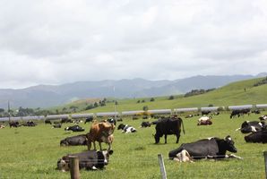 CEO Ricardo Rios said he set up Chilterra deliberately rather similar to Fonterra. Photo / Supplied