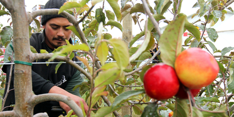 Job ads for horticulture roles were up 80 per cent last month. Photo / Glenn Taylor