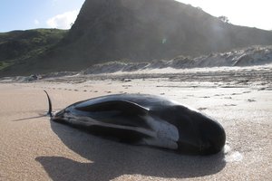 A pilot whale stranded at Spirits Bay. Photo / Peter de Graaf