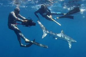Mike Bhana films researcher Riley Elliott as he studies a blue shark. Photo / Pacific Wonders