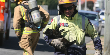 Firefighter Ross Hoare appeared with a black cat rescued from the fire, with the pet then given oxygen. Photo / Lynda Feringa