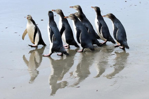 A group of rescued yellow-eyed penguins turn tail back up at an Otago Peninsula beach after being released earlier in March. Photo / Craig Baxter