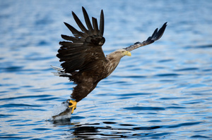 The drone is able to replicate the motion of an eagle's claw. Photo / Thinkstock