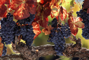 The dry weather is helping Gisborne's grape growers.Photo / Thinkstock