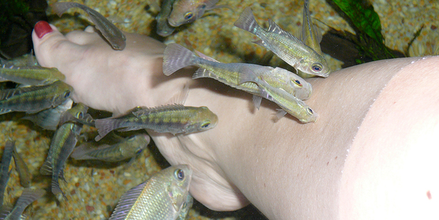 Fancy a fish foot spa? Photo / Megan Singleton