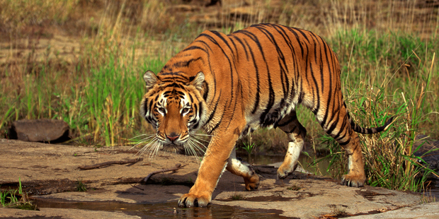The Bengal tiger is endangered. Photo / Getty Images
