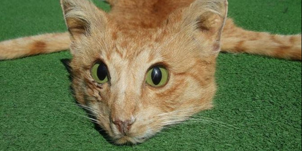 The taxidermied cat rug. Photo / Supplied