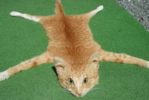 The ginger tabby was found dead on the Napier-Taupo highway. Photo / Supplied